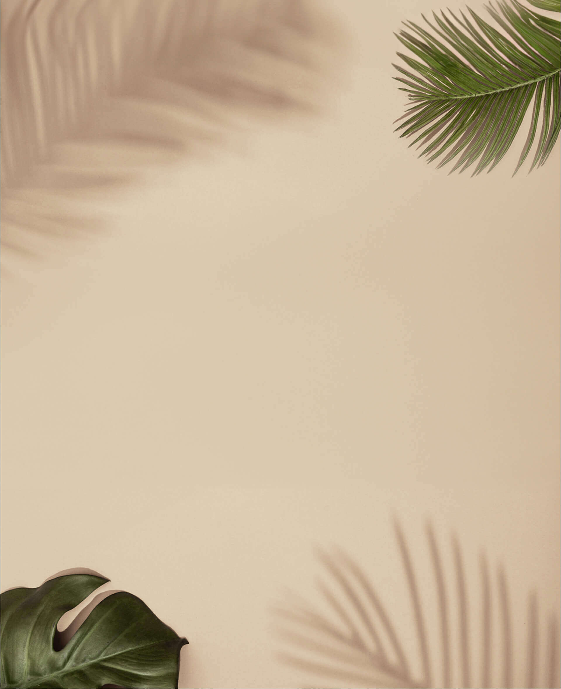 Image of aleaf in a beige color background